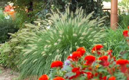 ziergräser als sichtschutz im garten