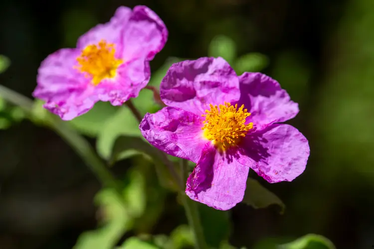 Zistrose (Cistus) besitzt schöne, knittrige Blüten in unterschiedlichen Farben