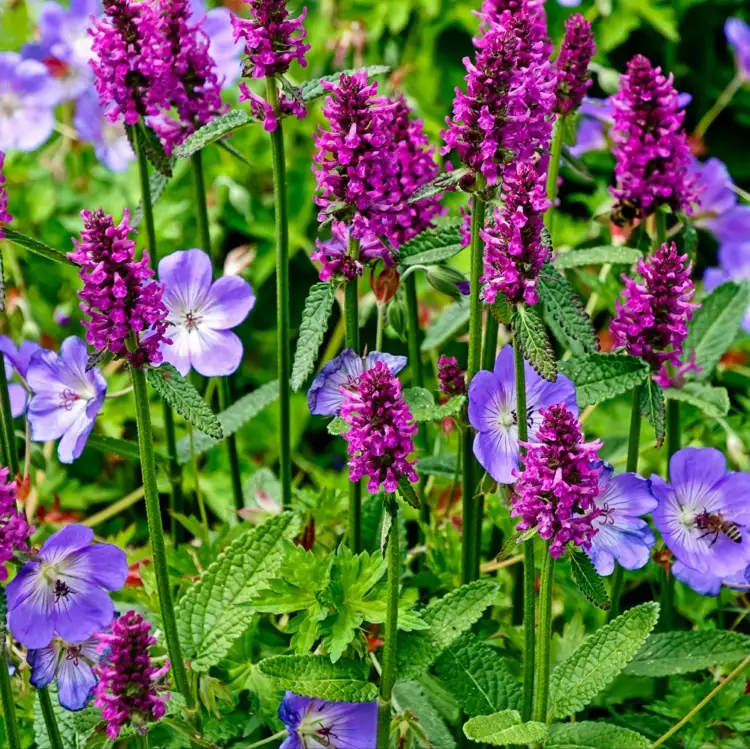 Zottiger Ziest (Stachys monieri) ist violett und passt zu lilafarbenen Blumen