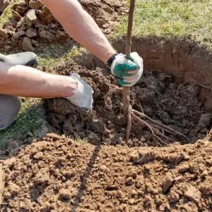 apfelbaum pflanzen und pflegen