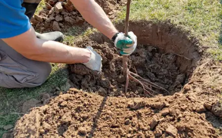 apfelbaum pflanzen und pflegen