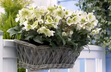 Balkongestaltung mit weißen Helleborus im Blumenkasten