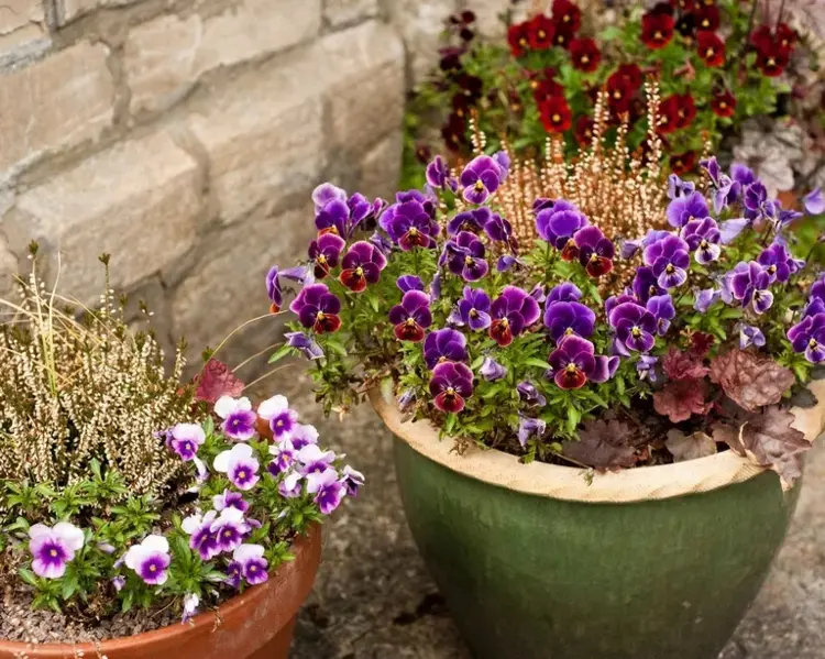 Balkonpflanzen für den Winter - Veilchen oder Stiefmütterchen, Purpurglöckchen und Heidekraut