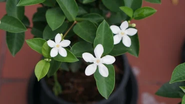 Bewässerung reduzieren, aber keine Trockenheit hervorrufen