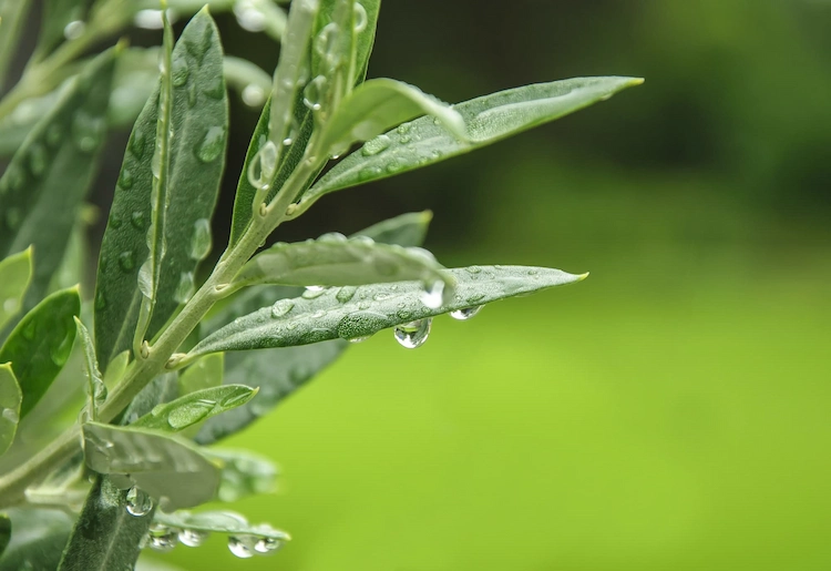 bewässerung von olivenbäumen nach der sommerperiode