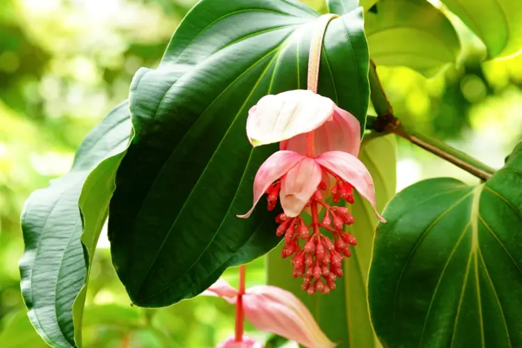 Blühende Zimmerpflanzen - Tropische Medinilla (Medinilla magnifica) mit rosa Blüten
