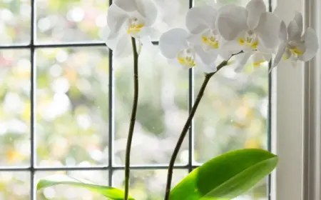 Brauchen Orchideen viel Licht oder wenig