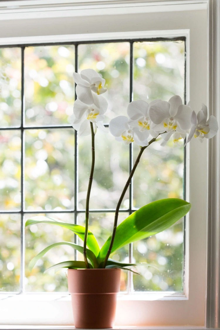 Brauchen Orchideen viel Licht oder wenig