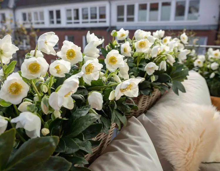 Christrose als winterharte Dauerbepflanzung für Balkonkästen mit Blüten im Dezember