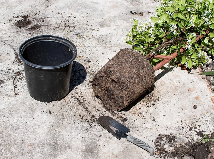 Das Substrat des Jasmins sollte rechtzeitig erneuert werden