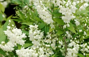 Deutzie im Garten Sträucher winterhart bis 3 Meter mit weißen Blüten