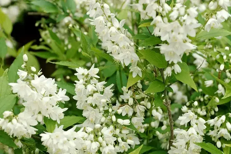 Deutzie im Garten Sträucher winterhart bis 3 Meter mit weißen Blüten