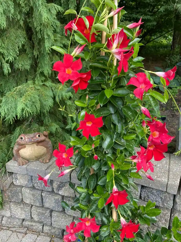 Dipladenia im Garten als Kübelpflanze im Sommer