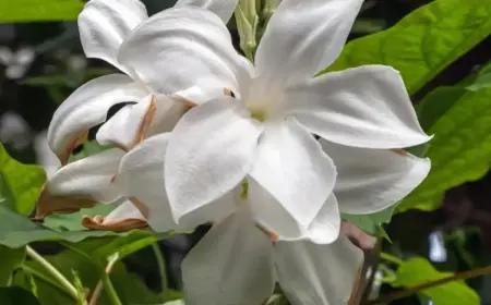 Dipladenia Laxa pflegen und schneiden im Herbst