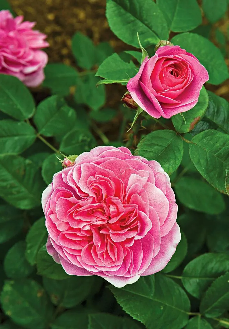 Englische Rose (Rosa)