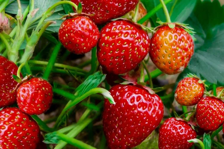 Erdbeeren im Herbst anbauen - Tipps