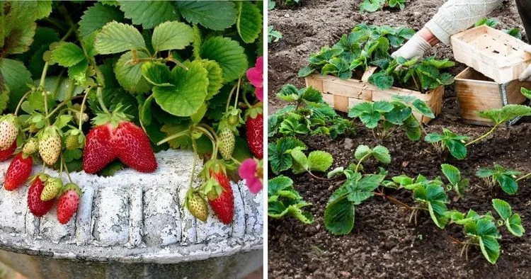Erdbeeren im September pflanzen - warum ist das sinnvoll?