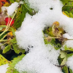 erdbeeren überwintern im freien und in kübeln