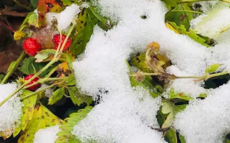 erdbeeren überwintern im freien und in kübeln