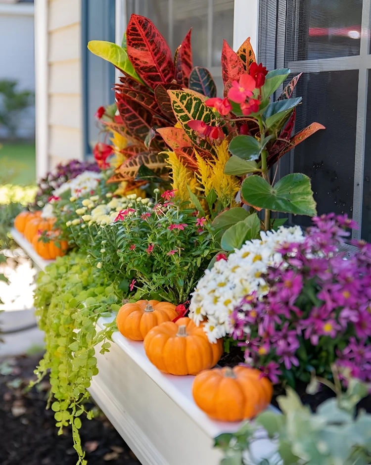 Farbenfrohes Arrangement mit Blattschmuckstauden, Chrysanthemen und Kürbissen
