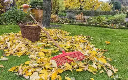 Gartenarbeit im Herbst - Die wichtigsten Aufgaben