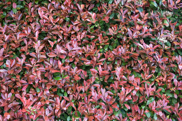 Glanzmispel (Photinia) mit glänzenden, roten Blättern und weißen Blütenständen
