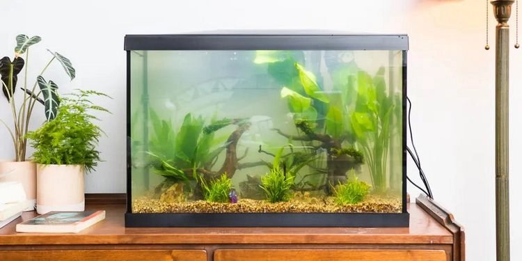 Hausmittel für schöne Zimmerpflanzen - Aquarium-Wasser