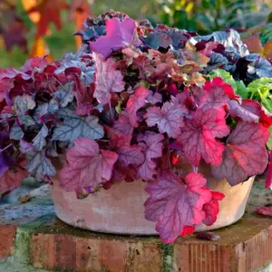 Heuchera villosa im Topf im Herbst pflanzen