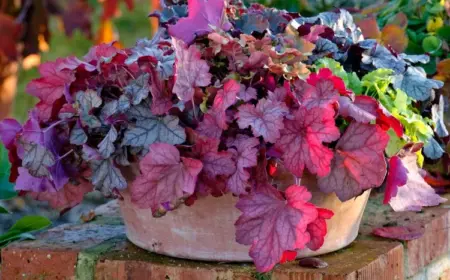 Heuchera villosa im Topf im Herbst pflanzen