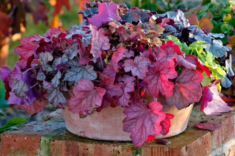 Heuchera villosa im Topf im Herbst pflanzen