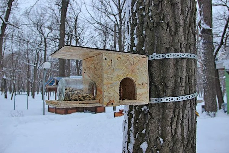 im winter für nagetiere wie eichhörnchen futterhaus selber bauen und sie bei nahrungssuche unterstützen