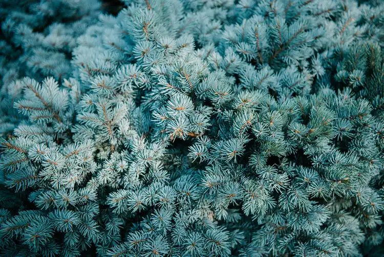 Immergrüne, kleine Bäume bis 3 Meter und winterhart - Blaufichte (Picea pungens)