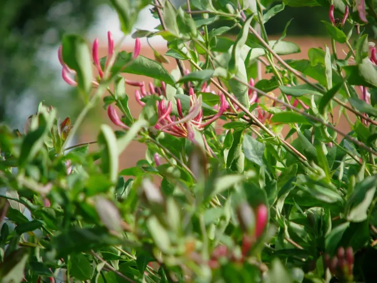 Immergrüne, rankende Pflanzen - Geißblatt (Lonicera henryi) - Leicht sonnig bis schattig
