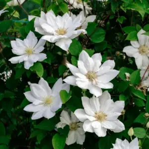 Immergrüne, rankende Pflanzen mit attraktiven Blüten - Waldrebe (Clematis alternata) in Weiß