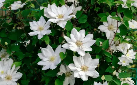 Immergrüne, rankende Pflanzen mit attraktiven Blüten - Waldrebe (Clematis alternata) in Weiß