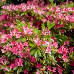 Immergrüne Sträucher, winterhart und blühend - Azalee (Azalea) für saure Böden