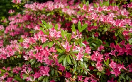 Immergrüne Sträucher, winterhart und blühend - Azalee (Azalea) für saure Böden