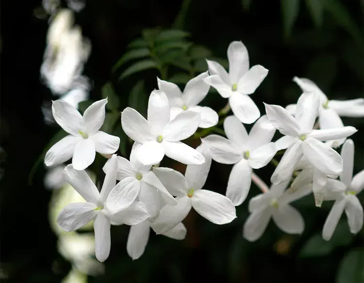 Jasmin Pflanze mit weißen Blüten für Winter vorbereiten