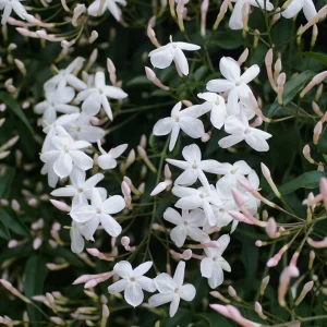 Jasmin überwintern in 5 Schritten für eine reiche, neue Blüte