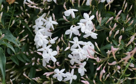 Jasmin überwintern in 5 Schritten für eine reiche, neue Blüte