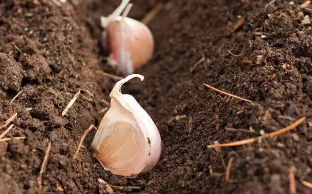 Knoblauch im Oktober pflanzen - Tipps