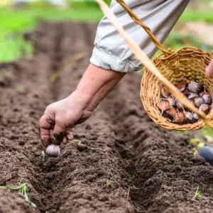 Knoblauch pflanzt man im September und Oktober