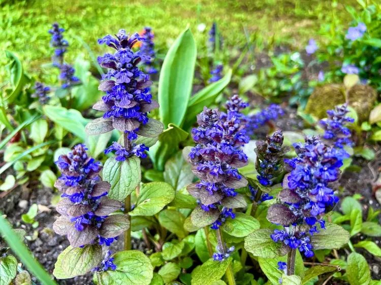 Kriechender Günsel (Ajuga reptans) mit blauen Blüten im Sommer und rötlichem Laub im Winter