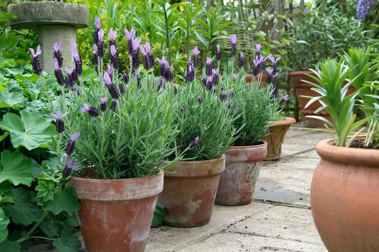 Kübelpflanzen blühend und winterhart für Balkon&Terrasse - Lavendel