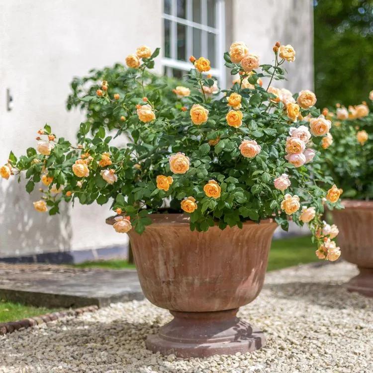 Kübelpflanzen für Terrasse und Balkon - Englische Rose