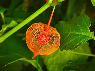 lampionblume gießen wie lampionblume im garten anlegen