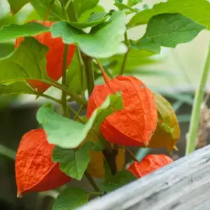 lampionblume physalis unterschied lampionblume im garten anbauen anleitung