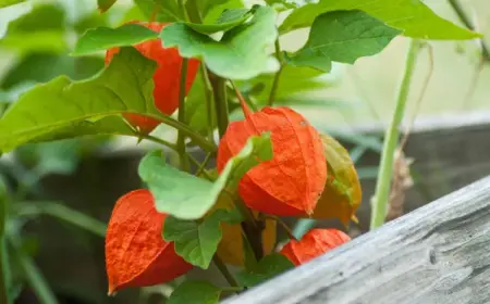 lampionblume physalis unterschied lampionblume im garten anbauen anleitung