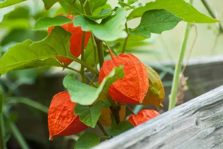 lampionblume physalis unterschied lampionblume im garten anbauen anleitung