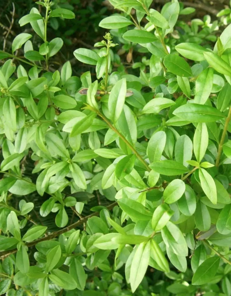 Ligustrum vulgare Atrovirens richtig pflanzen und pflegen